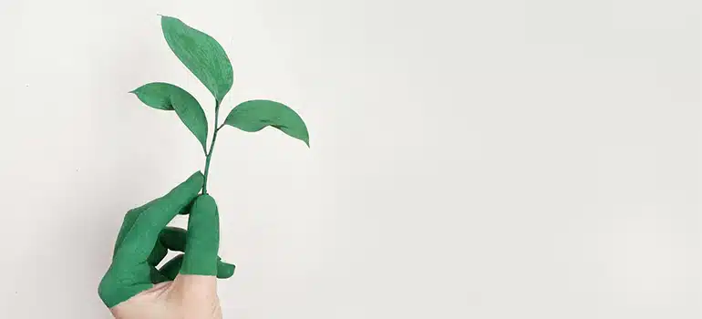 Person holding a plant